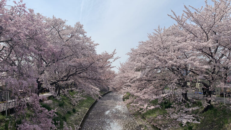 佐保川の桜