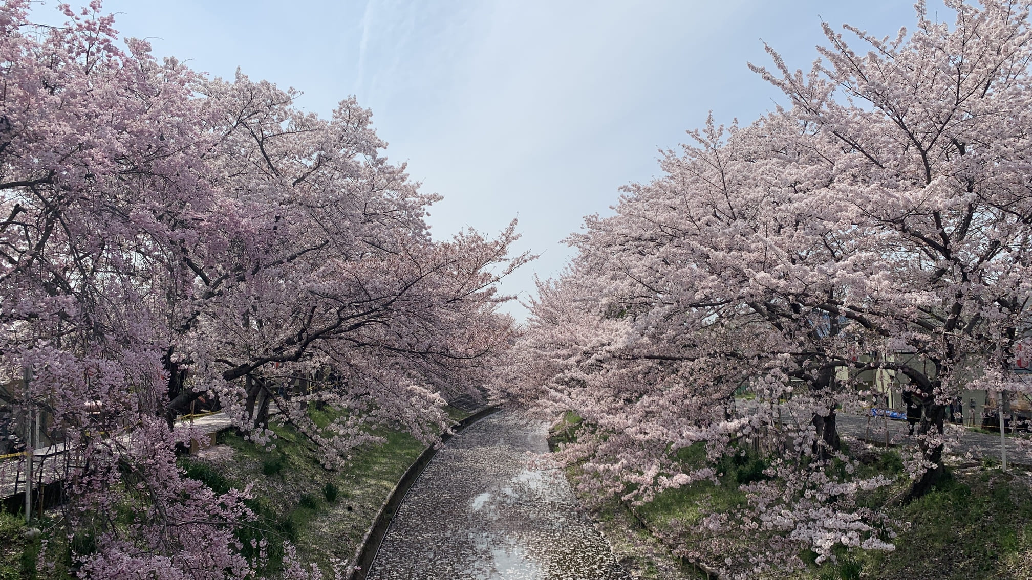 佐保川の桜